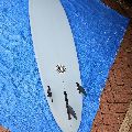 2024 Element Midlength Rounded Pin - 7' 10