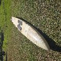 Sunova Allround Faast Pro - 14' 0", 24 inches