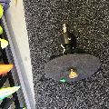 2026 Simmer Style Base Plate - 1