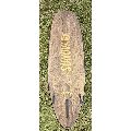 Sunova Revolution - 9' 0