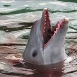 Flipper