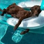 lazydog
