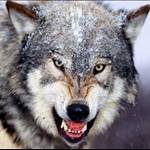lonewolf4