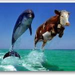 SmoothSailing