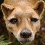 Thylacine2