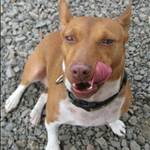 Yardsale