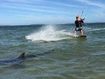 Kiteboarders Ride with Friendly Shark at Dolls Point, Sydney - Kitesurfing News