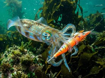 Southern Calamari: The Egi Technique That Works - Fishing Articles