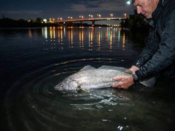 Mulloway After Dark: Tides, Rigs, Night Windows