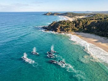 Record Humpbacks: East Coast Season Peaks