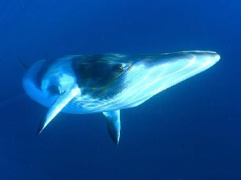 Minke Season Opens: GBR July Window