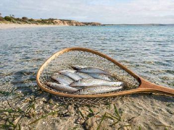 King George Whiting: Bait, Rig, Tides