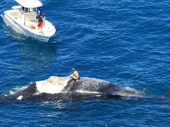 Whale carcass spells trouble at premium Perth Wave spot - Kitesurfing News